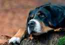 Big switzersky zennenhund - всичко за породата